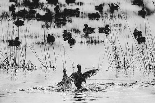 Aanvaring tussen meerkoeten