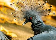 Victoria crowned pigeon by Van Keppel Studios thumbnail