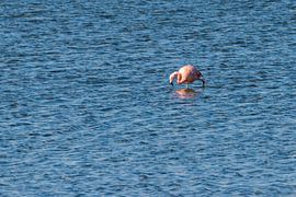 Flamingos in the Netherlands, the Phoenicopterus roseus. by Rob Smit