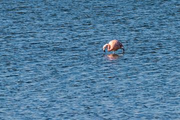 Flamingo's in Nederland, de Phoenicopterus roseus. van Rob Smit