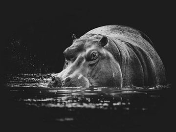 Africa Black: Hippo