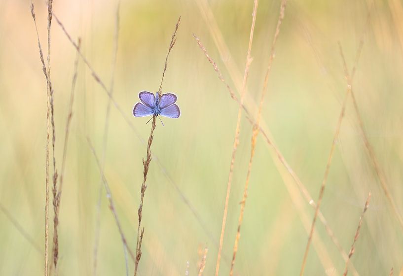 Heathcliff wings by Milou Hinssen