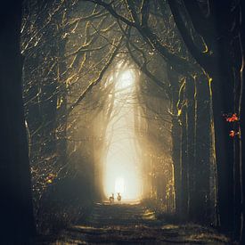 Deux chevreuils dans une forêt sombre sur Rudmer Hoekstra