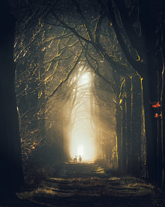 Zwei Rehe in einem dunklen Wald