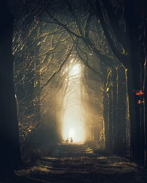 Twee reeën in een donker bos van Rudmer Hoekstra