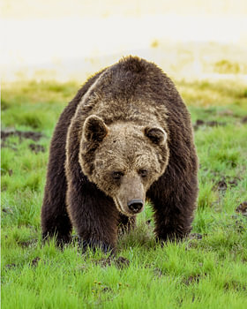 Braunbär in der grünen Landschaft Finnlands