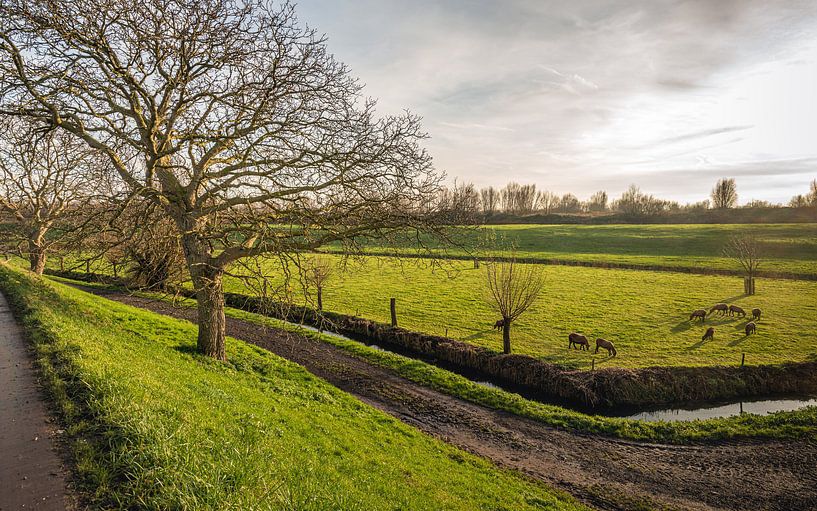 Dutch polder landscape with sheep in backlight by Ruud Morijn