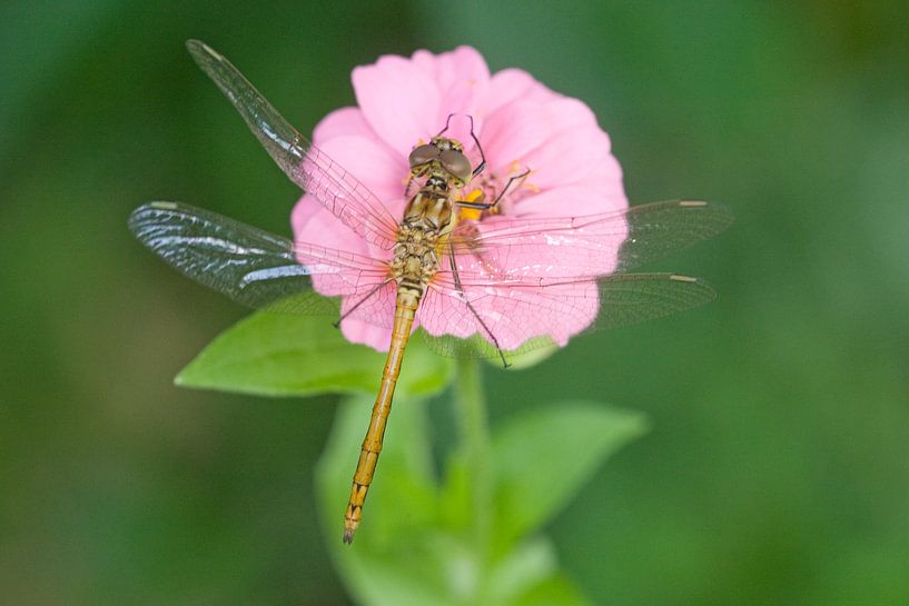 Brick red Heidelibel on flower by Jeroen Stel