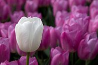 Witte tulp tussen rose tulpen van W J Kok thumbnail