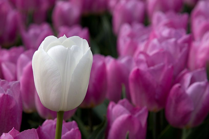 Witte tulp tussen rose tulpen van W J Kok