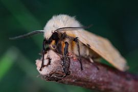 Gele tijger (spilarctia luteum) by Jeroen  Ruël