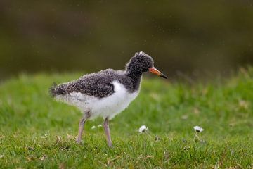 Austernfischer Junges auf Färöer Erkundung von AylwynPhoto