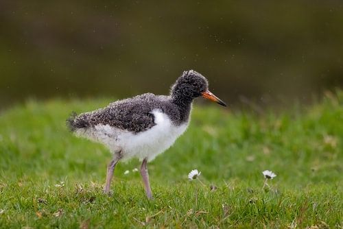 Oystercatcher young on Faroe Islands exploration