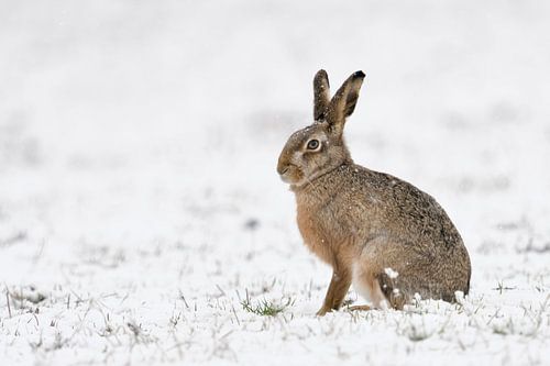 Feldhase ( Lepus europaeus ) auf schneebedecktem Feld im Winter, wildlife, Europa.