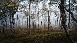 marais rouge sur Andre Michaelis