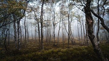 rote Moor von Andre Michaelis