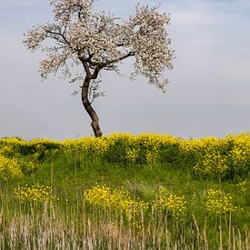 Blühender Baum von Kas Maessen