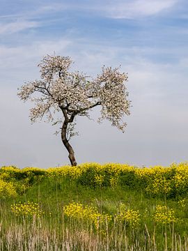 Bloeiende boom van Kas Maessen