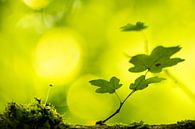 Zomer verandert in herfst van Gregory & Jacobine van den Top Nature Photography thumbnail