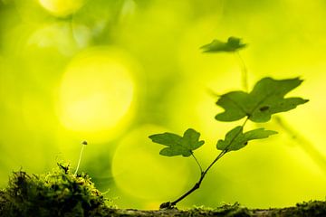 Der Sommer wird zum Herbst von Gregory & Jacobine van den Top Nature Photography