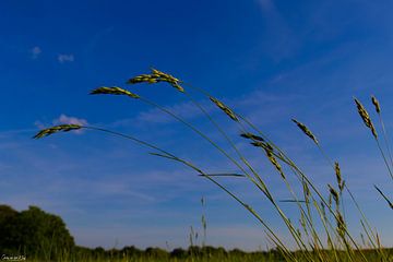 Halms in the wind by Georg van der Kleij