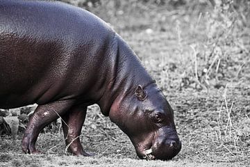 Grappige roze purpere pygmeehippopotamus op verkleurde achtergrond, leuke dikke man