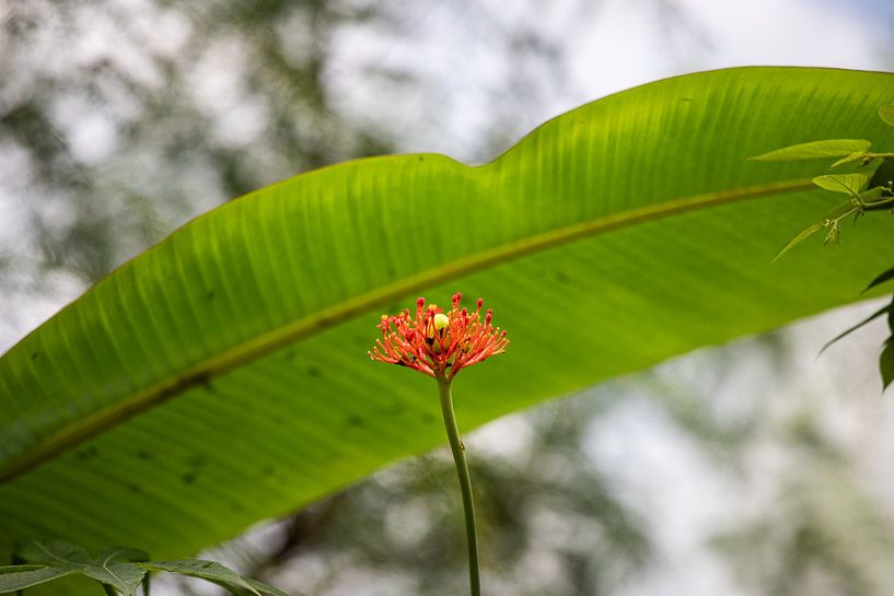 The Lonely Flower by Diede Schutten