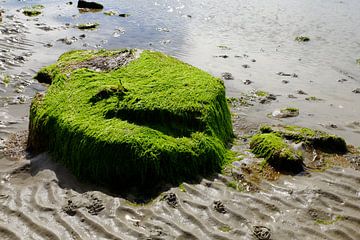 Schotland, zwerfsteen vol zeewier van Marian Klerx