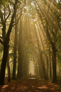 Der Läufer im Wald