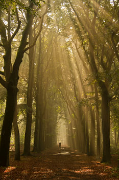 Le coureur dans les bois