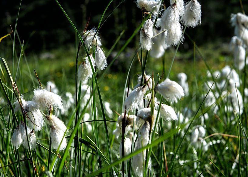 Blumenwiese von Alex Neumayer