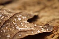 Feuille d'automne avec des gouttes