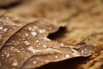 Autumn leaf with drops