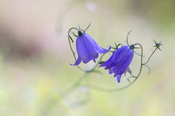 Cloches d'herbe (Campanula rotundifolia)