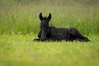 Friesian foal