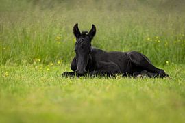 Friesian foal