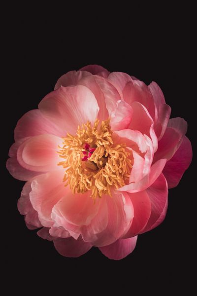 Fine art Peony by Sandra Hazes
