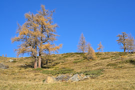 Golden larch trees on an autumnal mountainside by Tomherkules