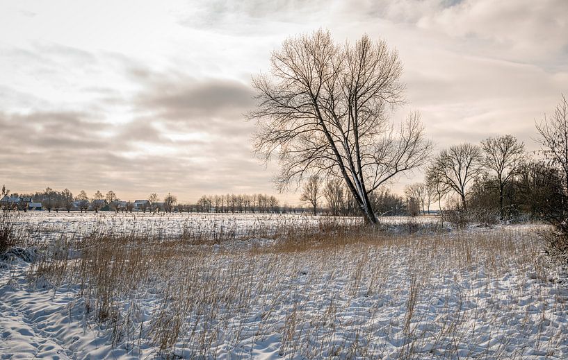 Nederlands landschap in de winter van Ruud Morijn