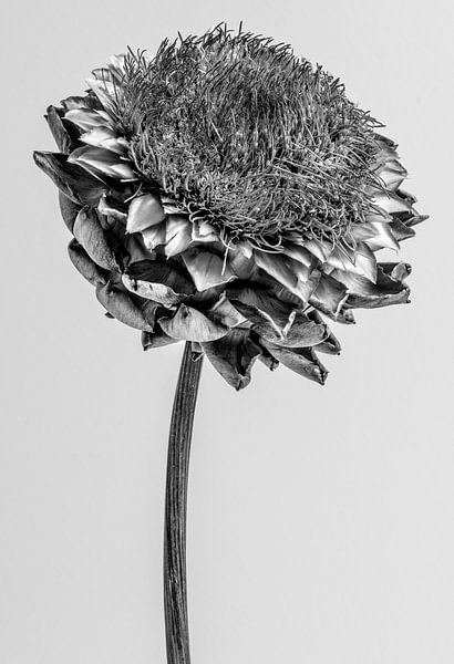 Artichaut noir et blanc sur fond gris clair par Iris Koopmans