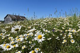 Ein blühendes Feld im Sommer von Claude Laprise