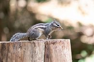 Das sibirische Erdhörnchen - der Überlebende der alten Wälder von Karin van Es Miniaturansicht
