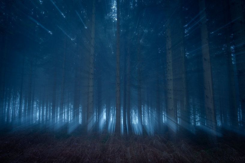 Lichtval door de bomen van Mark van der Walle