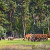 Herten en zwijnen op de Hoge Veluwe van ArtelierGerdah