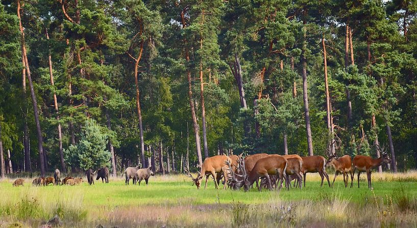 Herten en zwijnen op de Hoge Veluwe van ArtelierGerdah