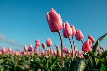 Des tulipes hollandaises dans un champ de tulipes dans la zone de culture des bulbes. sur Chihong
