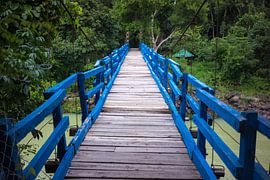 Wood bridge in jungle