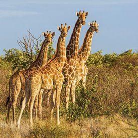 Giraffen in Etosha National Park in Namibië van Corno van den Berg