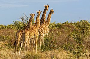 Giraffes in Etosha National Park in Namibia by Corno van den Berg