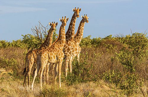 Giraffen im Etosha-Nationalpark in Namibia